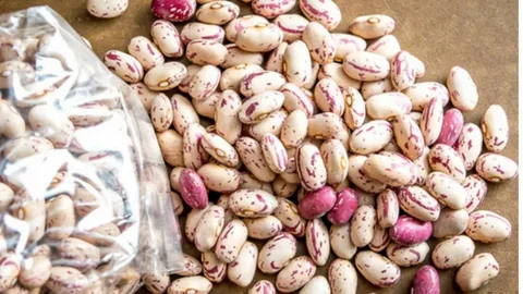 لوبیا چیتی کپسولی در بسته بندی استاندارد